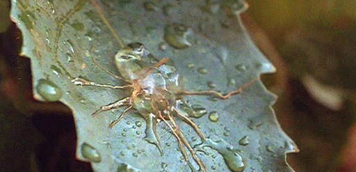 Die Körperfresser kommen