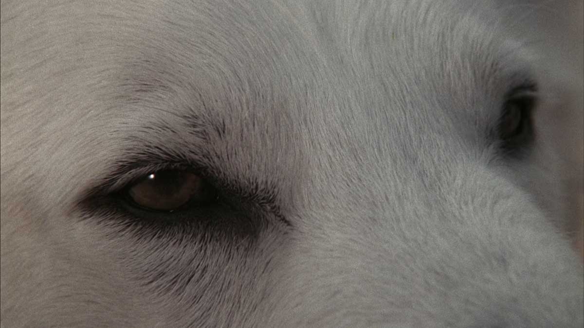 Der weiße Hund von Beverly Hills (1982) Filmkritik Fluxkompensator