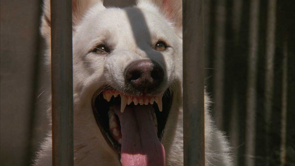 Der weiße Hund von Beverly Hills (1982) Filmkritik Fluxkompensator